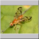 Acidia cognata - Bohrfliege 01b.jpg